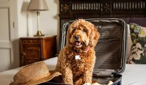 Un agosto pet friendly all'hotel Lungomare!