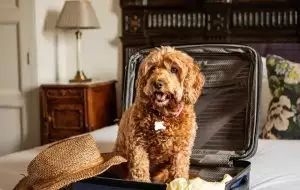 Ein tierfreundlicher August im Hotel Lungomare!