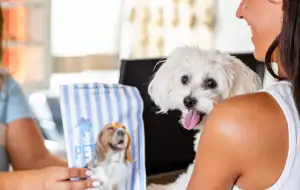 Il tuo AMICO PELOSO in vacanza con te